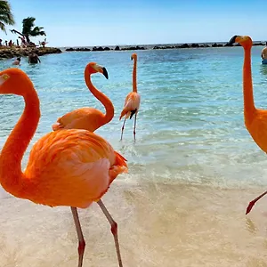 Guest house Yoyita Aruba (adults Only), Palm Beach