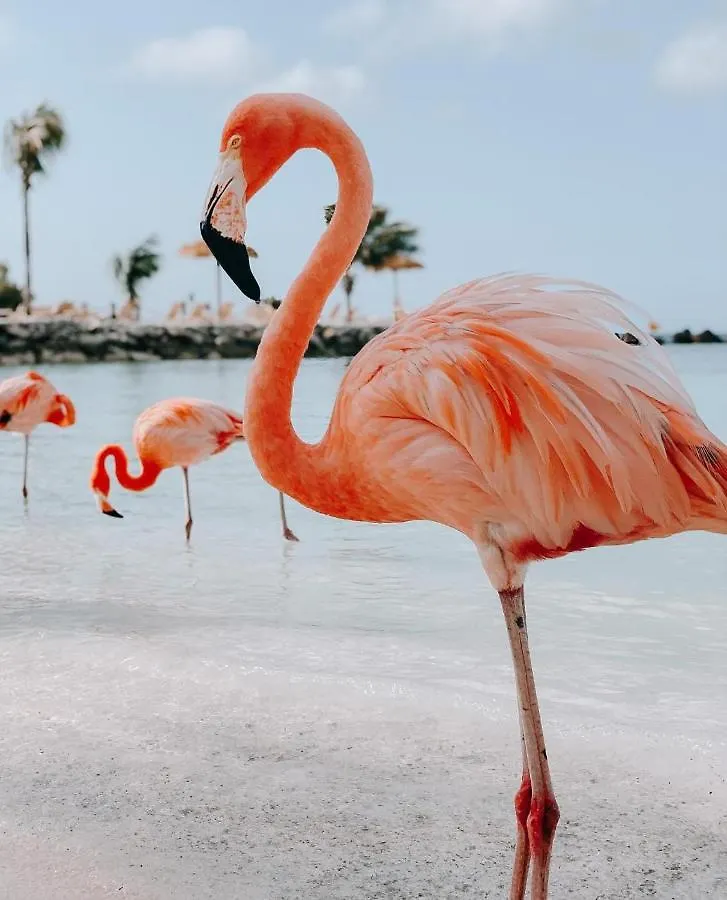 Aruba Smart Apartments Palm Beach